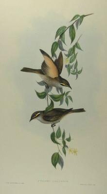 John Gould's Birds of Australia